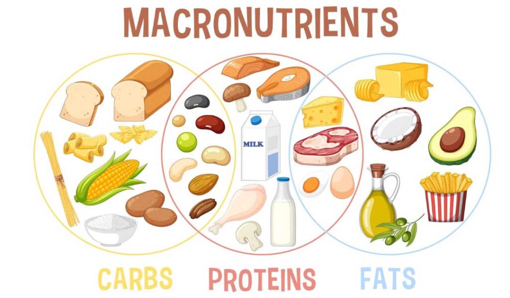 Balancing Macronutrients for Digestive Health