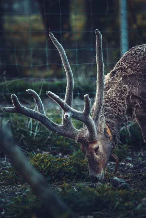 Zombie Deer Disease Symptoms