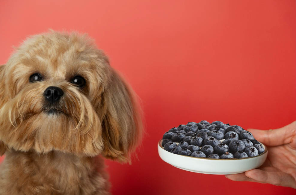 Can Dogs Eat Blackberries What to Consider before Sharing